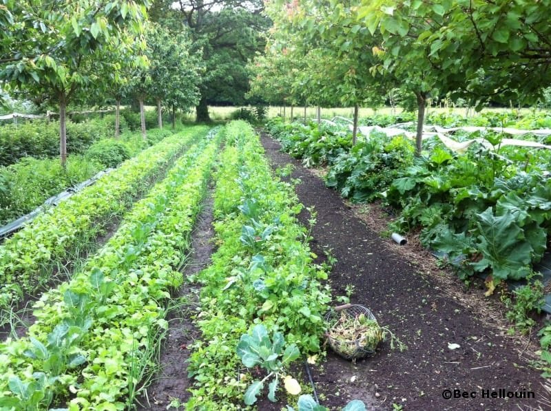Lakota/Biodiversité : la protection des essences en voie de disparition au cœur de la stratégie de l’ONG Eco Radice