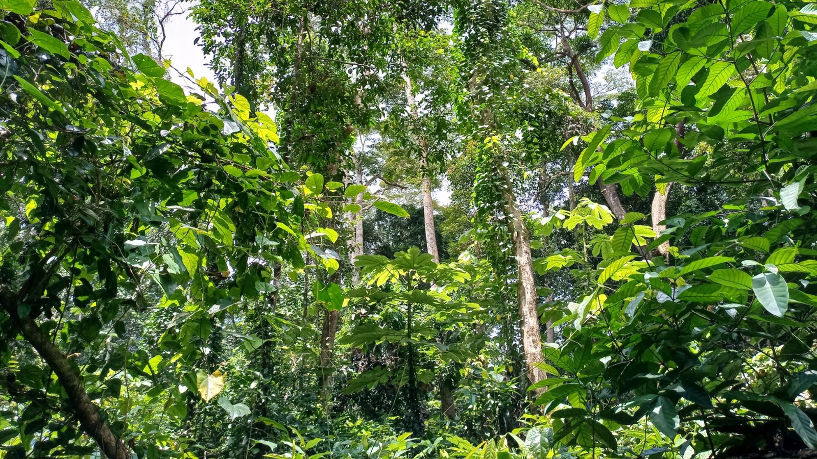 Côte d’Ivoire/Occupation illégale des forêts classées : le Gouvernement poursuit sa stratégie nationale de libération