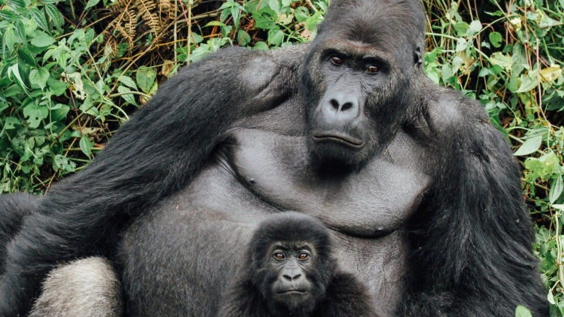 Environnement/République Démocratique du Congo : la guerre dans la province de l’Est menace les gorilles et le parc national de Kahuzi-Biega